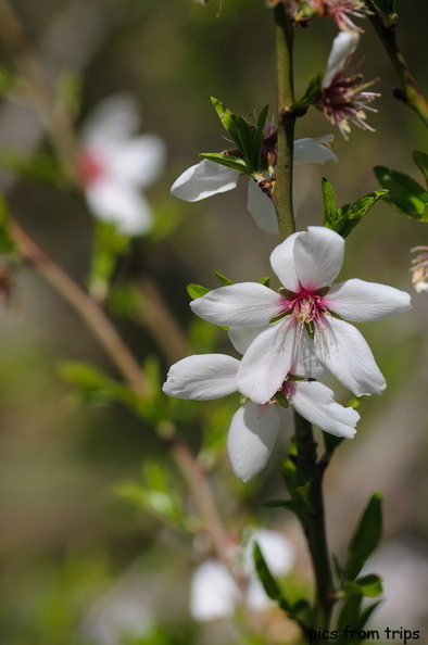 almond blossoms in California_s central valley2010d10c043.jpg